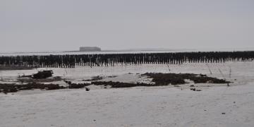 07_Les_ormeaux_Montresor