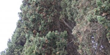 Fonserannes : les 9 écluses