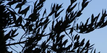 Serie 1 (Rive Droite)