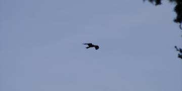 Serie 2 (Rive Gauche)