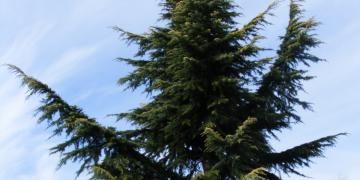 Serie 2 (Rive Gauche)