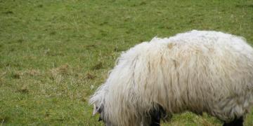 Etape 03 : Connemara Loop, de Maam Cross à Leenaun