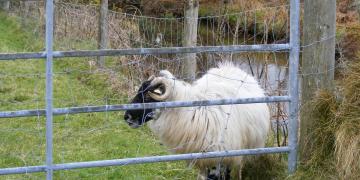 Etape 03 : Connemara Loop, de Maam Cross à Leenaun