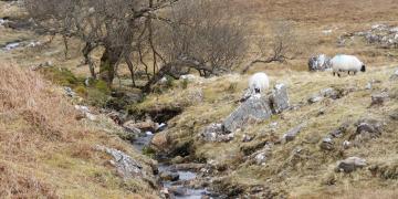 Etape 05 : Bunowen