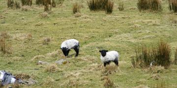 Etape 07 : Killary Bay Little