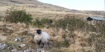 Etape 09 : Lough Fee