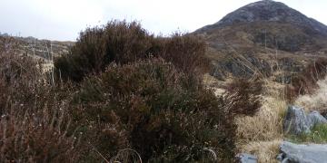 Etape 13 : Connemara Park