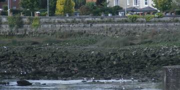 Quais de la rivière Shannon