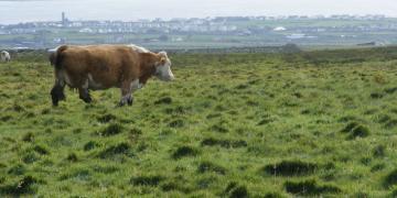Cliffs of Moher*