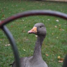 Londres_2017_0007__DSC_0693