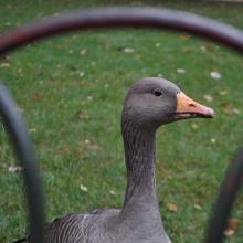 Londres_2017_0008__DSC_0694