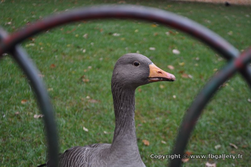 Londres_2017_0008__DSC_0694