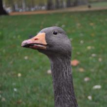 Londres_2017_0009__DSC_0695