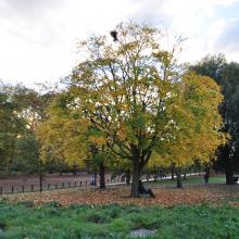 Londres_2017_0093__DSC_0813