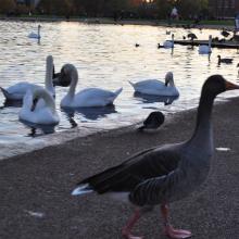 Londres_2017_0109__DSC_0850