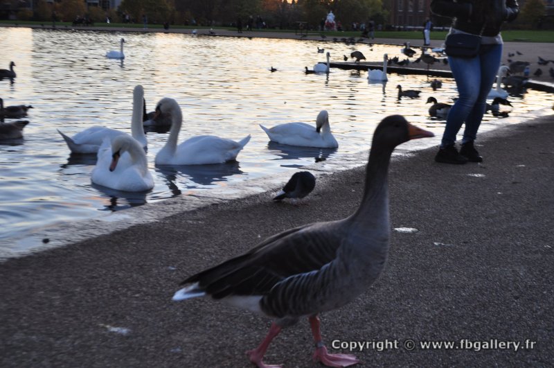 Londres_2017_0109__DSC_0850