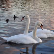 Londres_2017_0110__DSC_0852